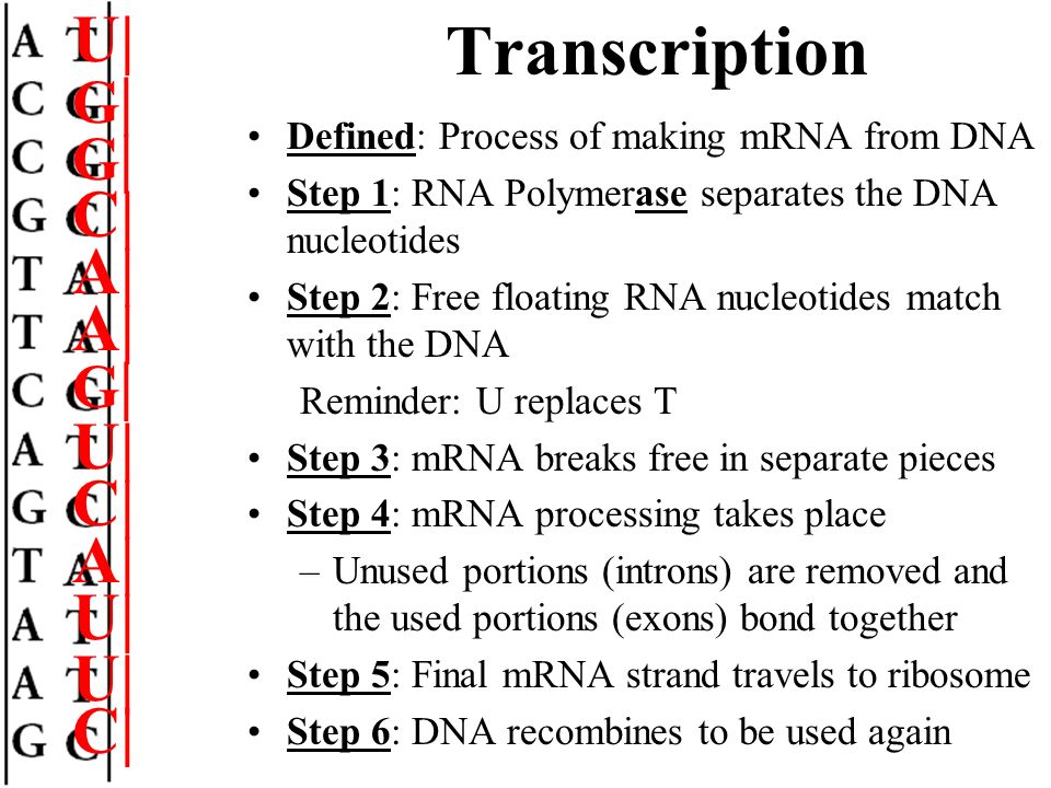 rRNA Function: components of ribosomes