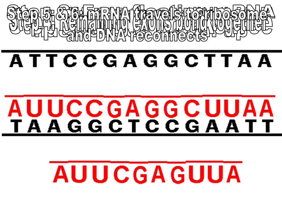 Transcription Defined: Process of making mRNA from DNA Step 1: RNA Polymerase separates the DNA nucleotides Step 2: Free floating RNA nucleotides match with the DNA Reminder: U replaces T Step 3: mRNA breaks free in separate pieces Step 4: mRNA processing takes place –Unused portions (introns) are removed and the used portions (exons) bond together Step 5: Final mRNA strand travels to ribosome Step 6: DNA recombines to be used again U| G|G| C| A| G|G| U| C| A| U| C| G|G|
