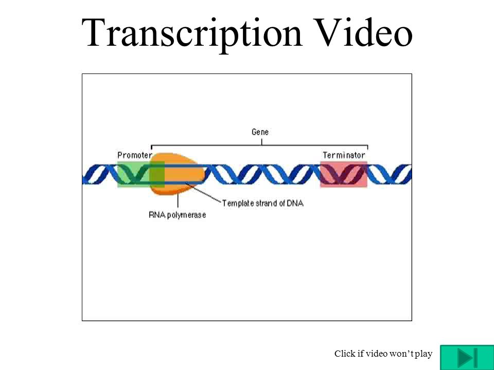 Transcription Animation