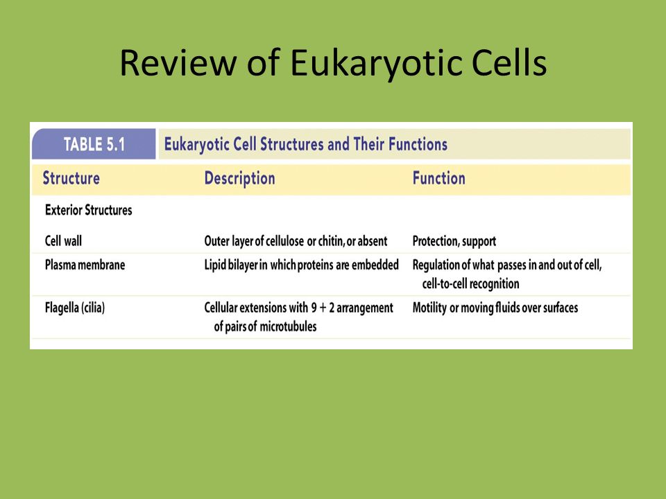 Review of Eukaryotic Cells