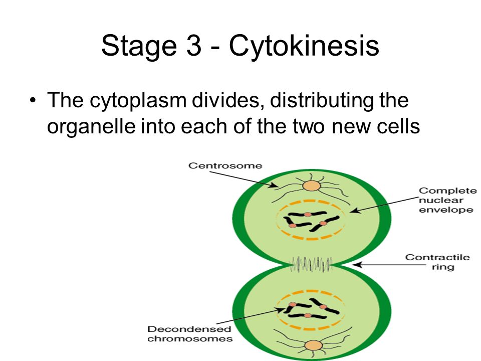 Worksheets Cell Processes Worksheet cell analogy worksheet intrepidpath processes energy worksheets