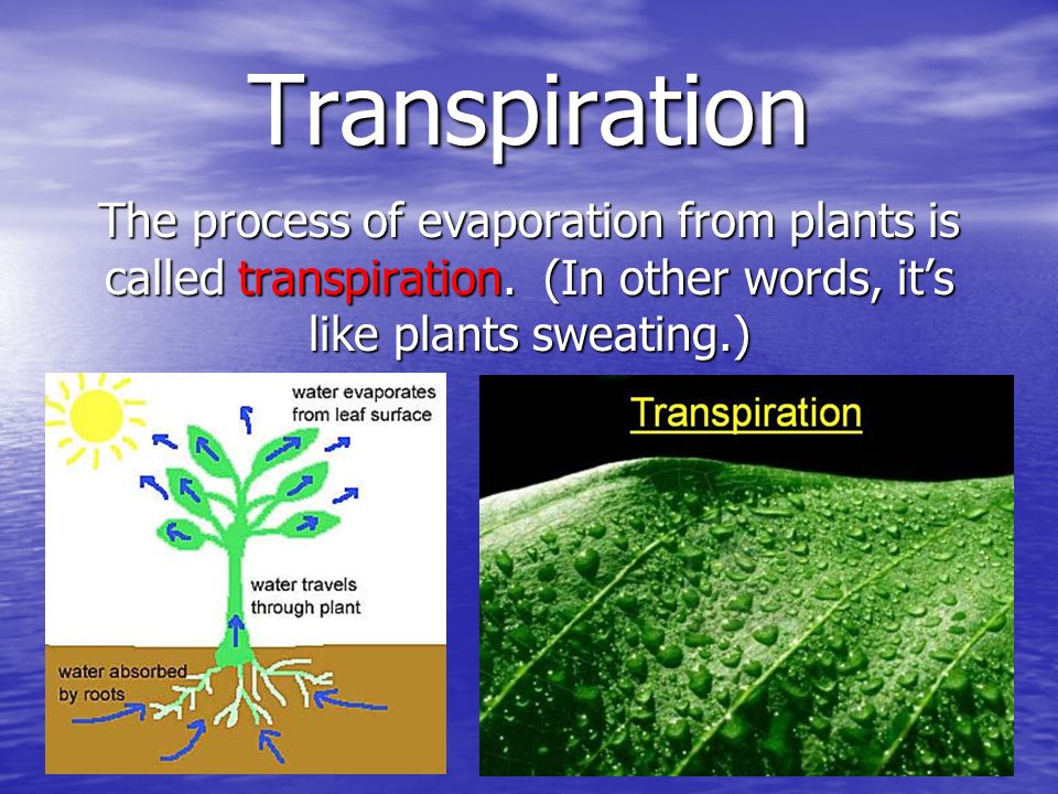 The process of evaporation from plants is called transpiration.