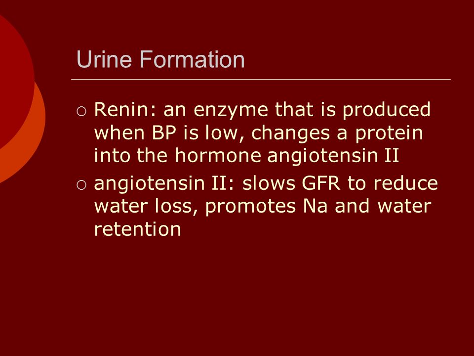 Urine Formation  Renin: an enzyme that is produced when BP is low, changes a protein into the hormone angiotensin II  angiotensin II: slows GFR to reduce water loss, promotes Na and water retention