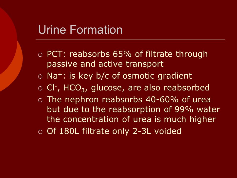 Urine Formation  PCT: reabsorbs 65% of filtrate through passive and active transport  Na + : is key b/c of osmotic gradient  Cl -, HCO 3, glucose, are also reabsorbed  The nephron reabsorbs 40-60% of urea but due to the reabsorption of 99% water the concentration of urea is much higher  Of 180L filtrate only 2-3L voided