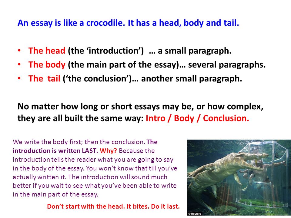 argumentative essay on gun control.jpg