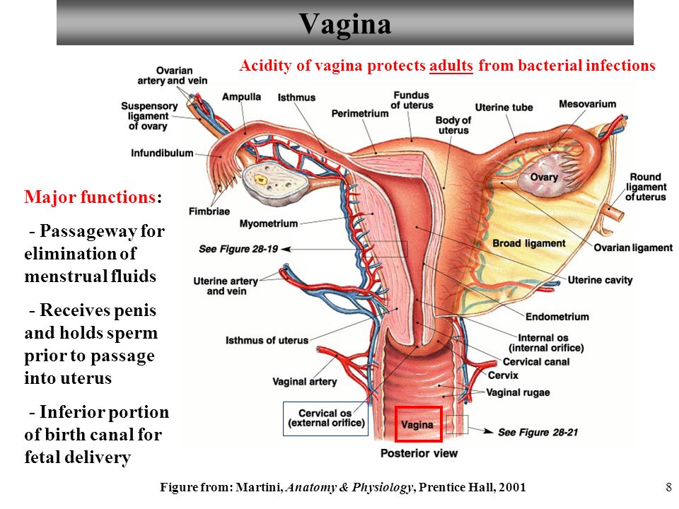 Why wont sperm attach to uterus