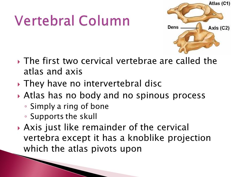 82 the first two cervical vertebrae are called the atlas