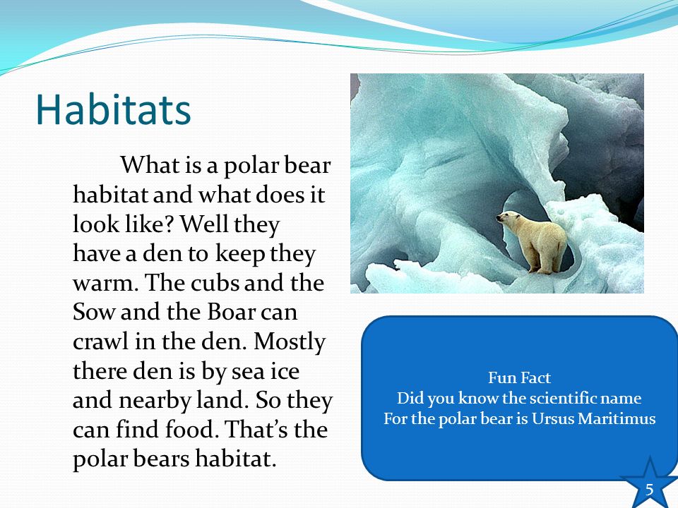 describing the features habitat and adaptation of black bears describing the features habitat and adaptation of black bears