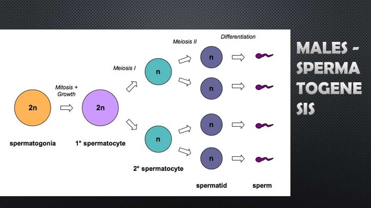 Production of sperm cell