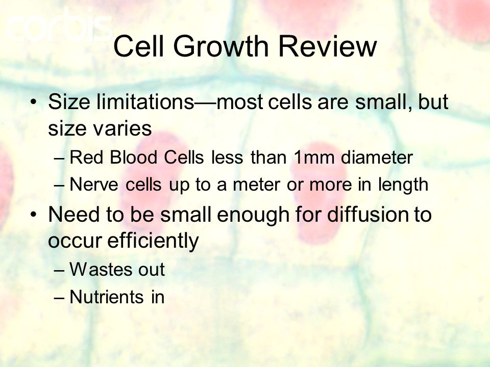 cell growth review size limitations most cells are small but size size on review