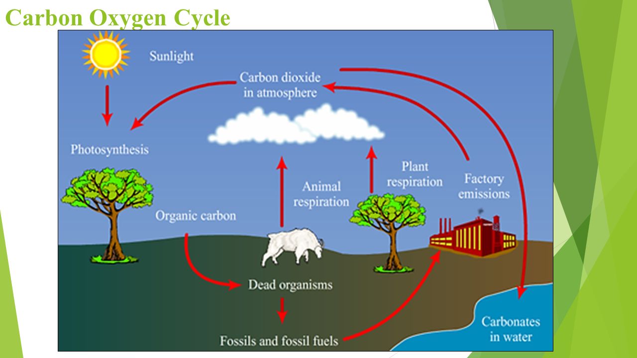 carbon dioxide and trees carbon dioxide and trees