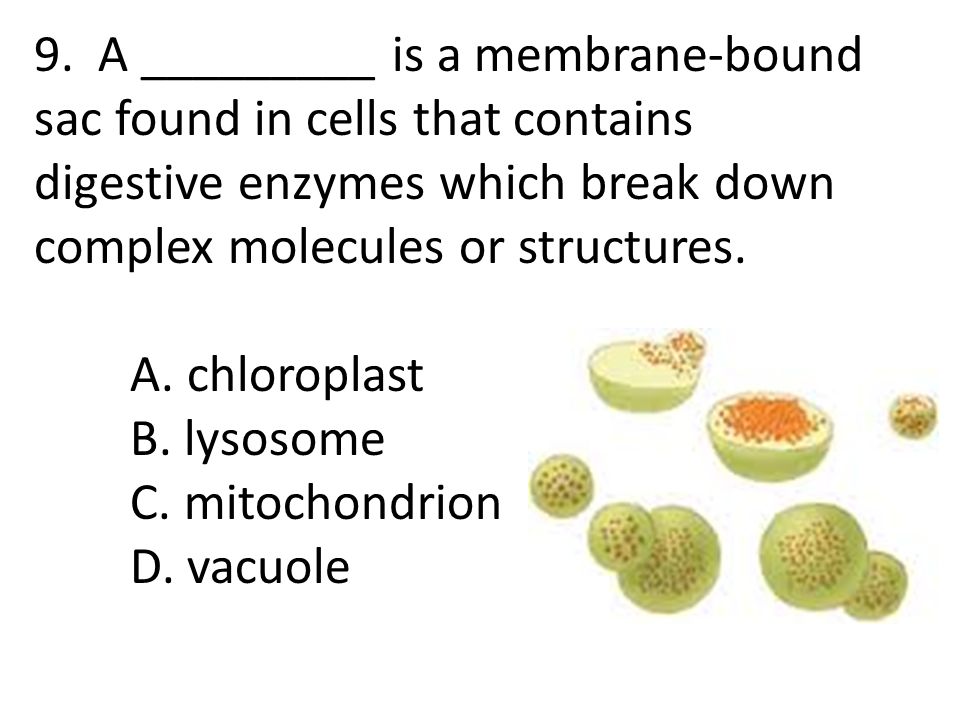 What is the membrane-bound structure that contains digestive enzymes?