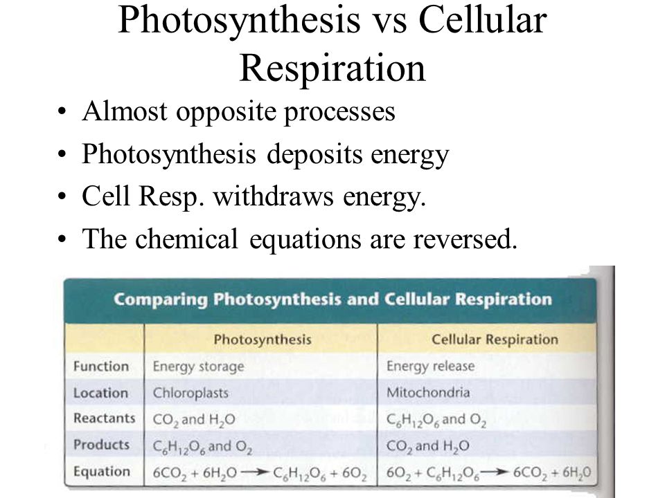 The Equations For Cellular Respiration And Photosynthesis Jennarocca 32 Photosynthesis Vs Cellular Respiration Ppt Download