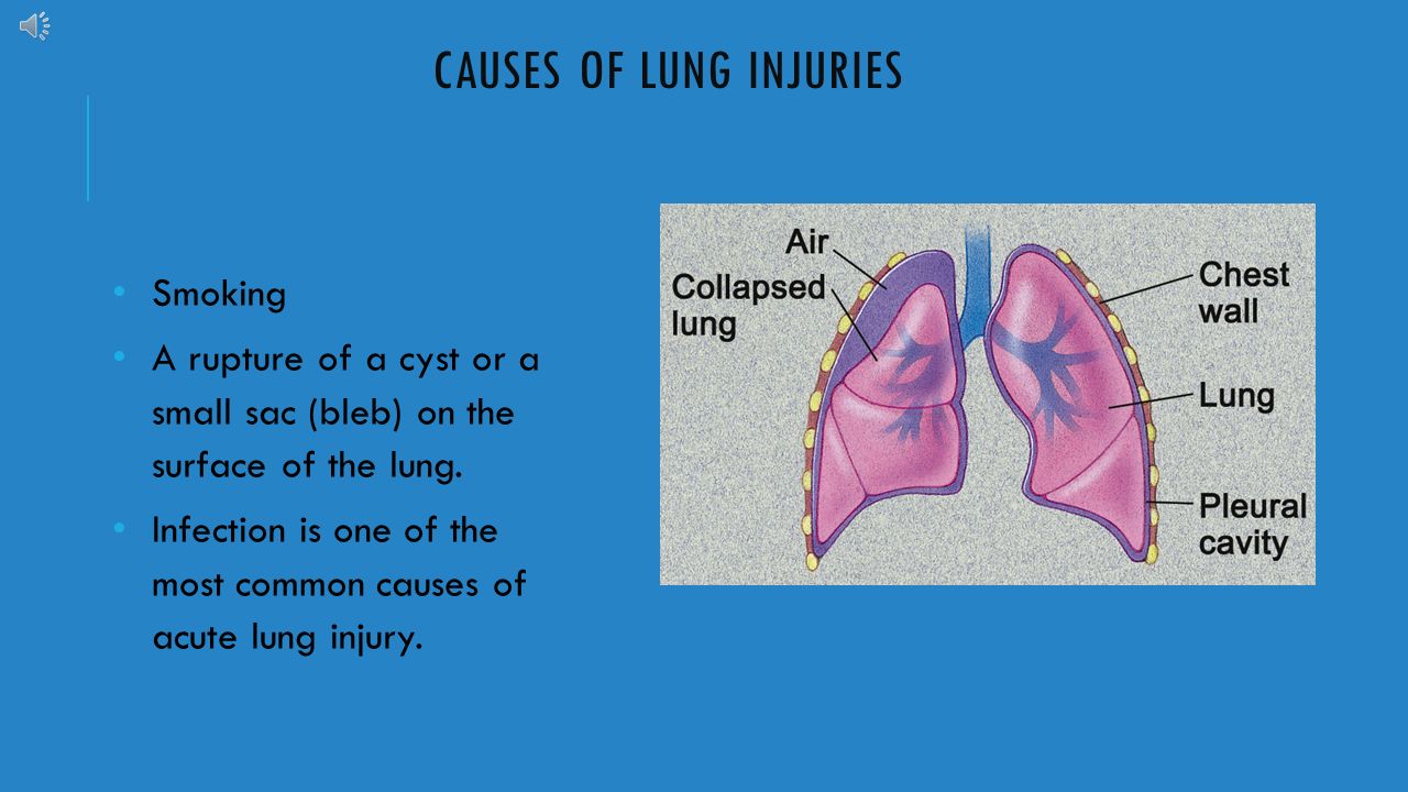the lungs the lungs