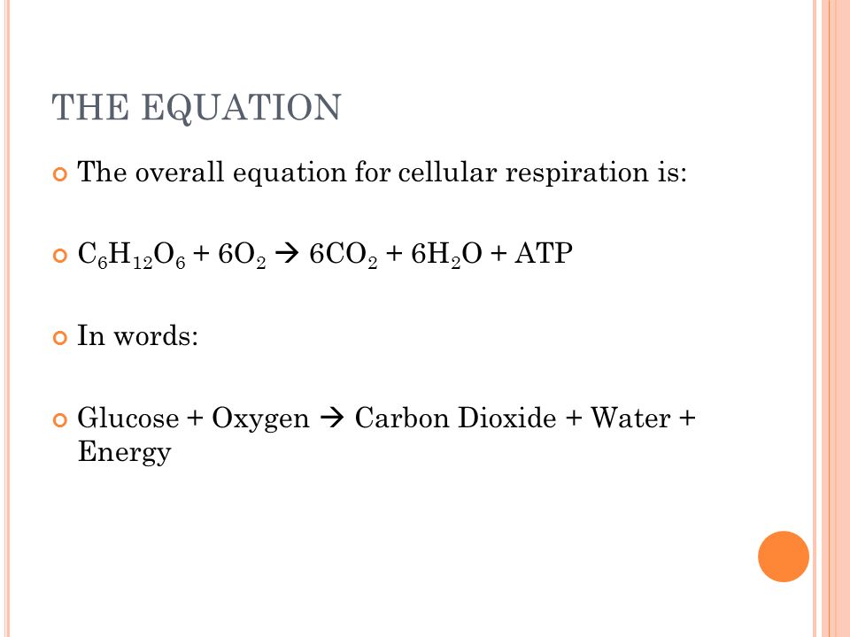 Cellular Respiration How Cells Harvest Chemical Energy Ppt Download 3 The Equation Overall For Cellular Respiration Is C 6 H 12 O 6o 2 6co 6h Atp In Words Glucose Oxygen Carbon Dioxide