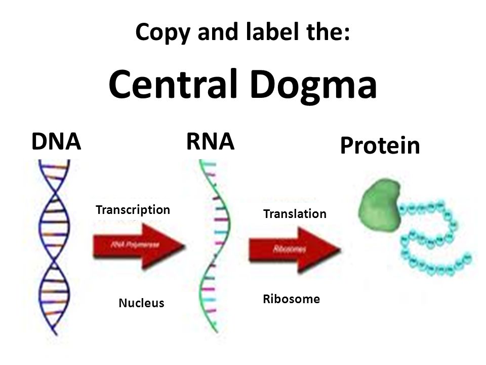 transcription and translation venn diagram comparing and contrasting eubacteria vs archaebacteria venn diagram
