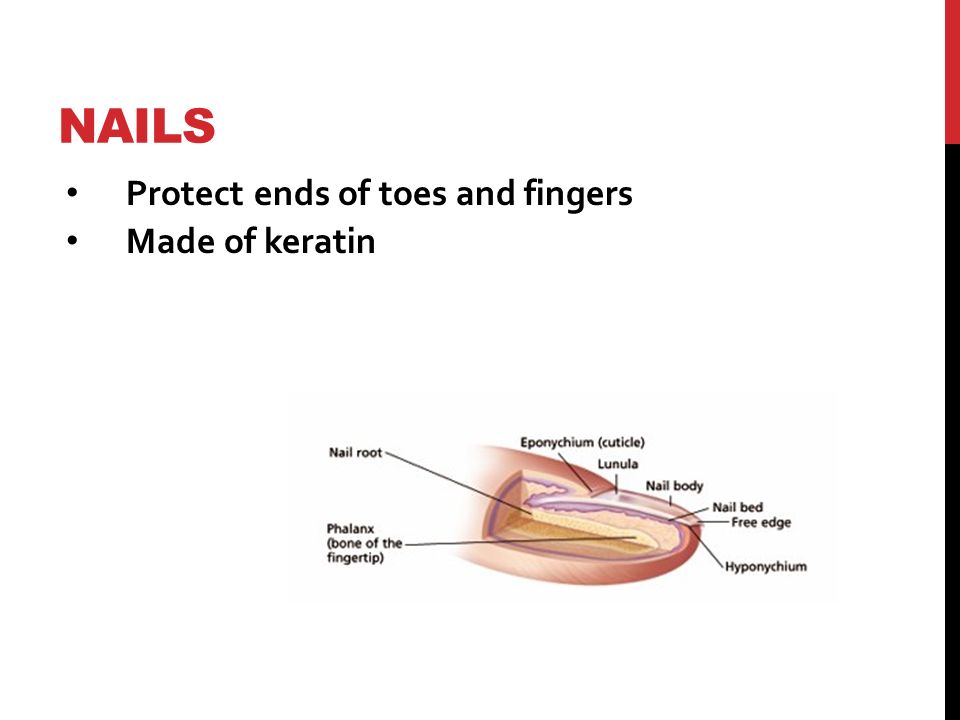 NAILS Protect ends of toes and fingers Made of keratin