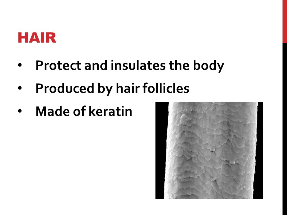 HAIR Protect and insulates the body Produced by hair follicles Made of keratin