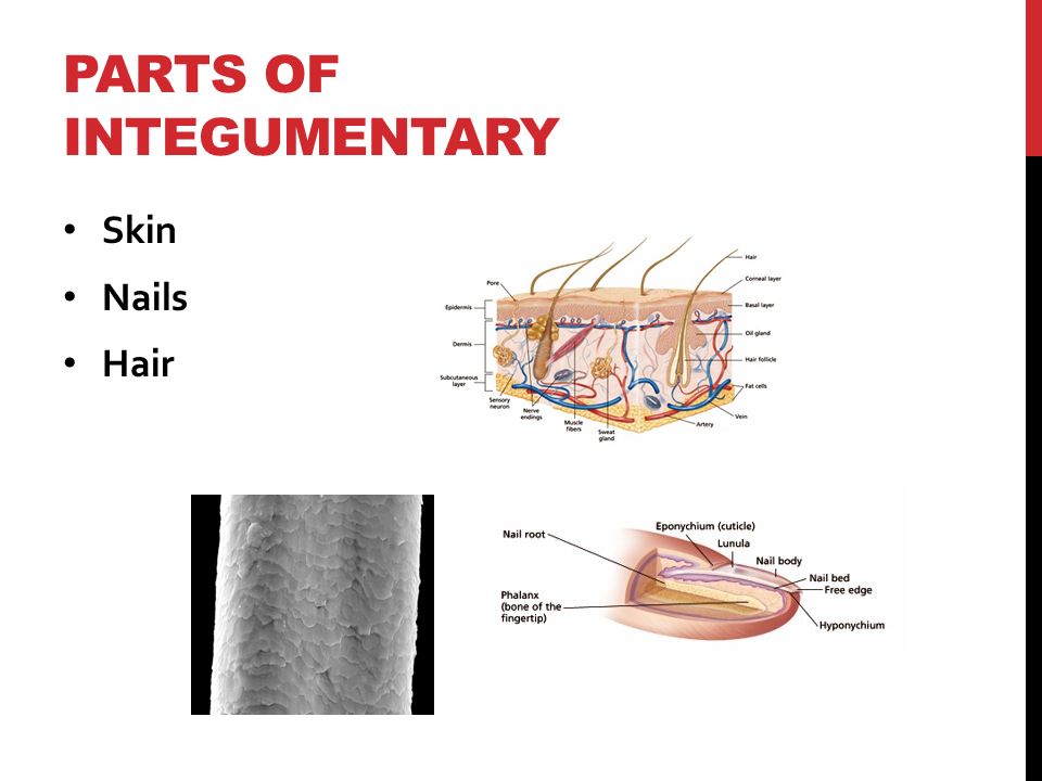 PARTS OF INTEGUMENTARY Skin Nails Hair