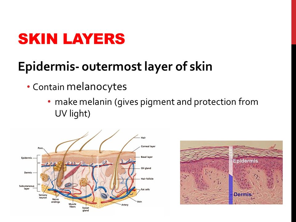 SKIN LAYERS Epidermis- outermost layer of skin Contain melanocytes make melanin (gives pigment and protection from UV light)
