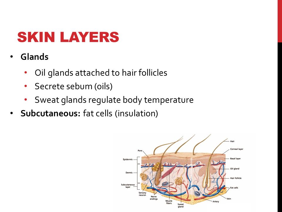 SKIN LAYERS Glands Oil glands attached to hair follicles Secrete sebum (oils) Sweat glands regulate body temperature Subcutaneous: fat cells (insulation)