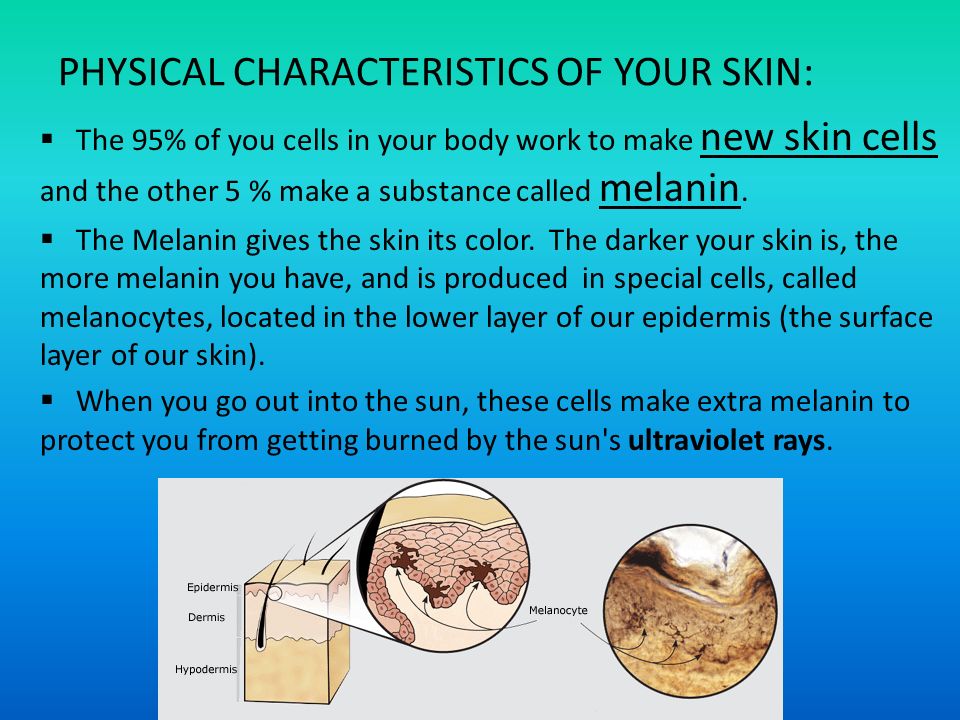 Image result for melanin characteristics