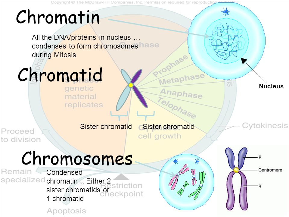 What is the difference between chromatin vs. chromosome?