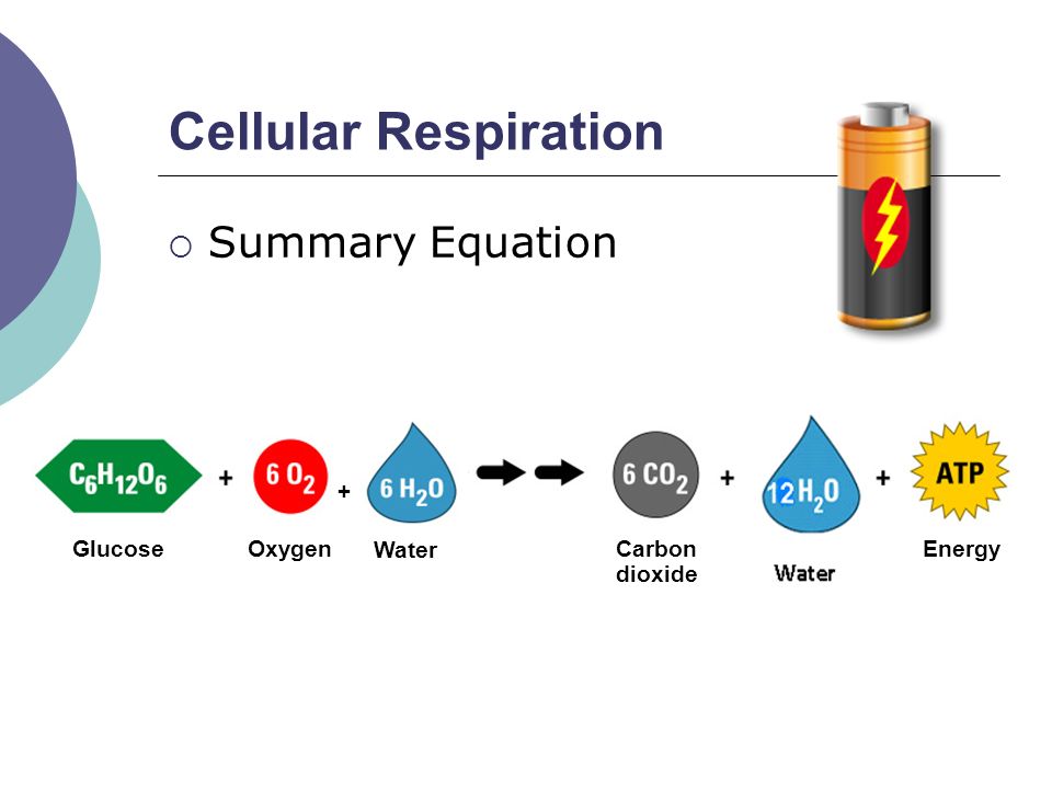 Whats The Equation For Cellular Respiration Talkchannels Cellular Respiration Ms Lowrie Biology 11 Energy Transformation