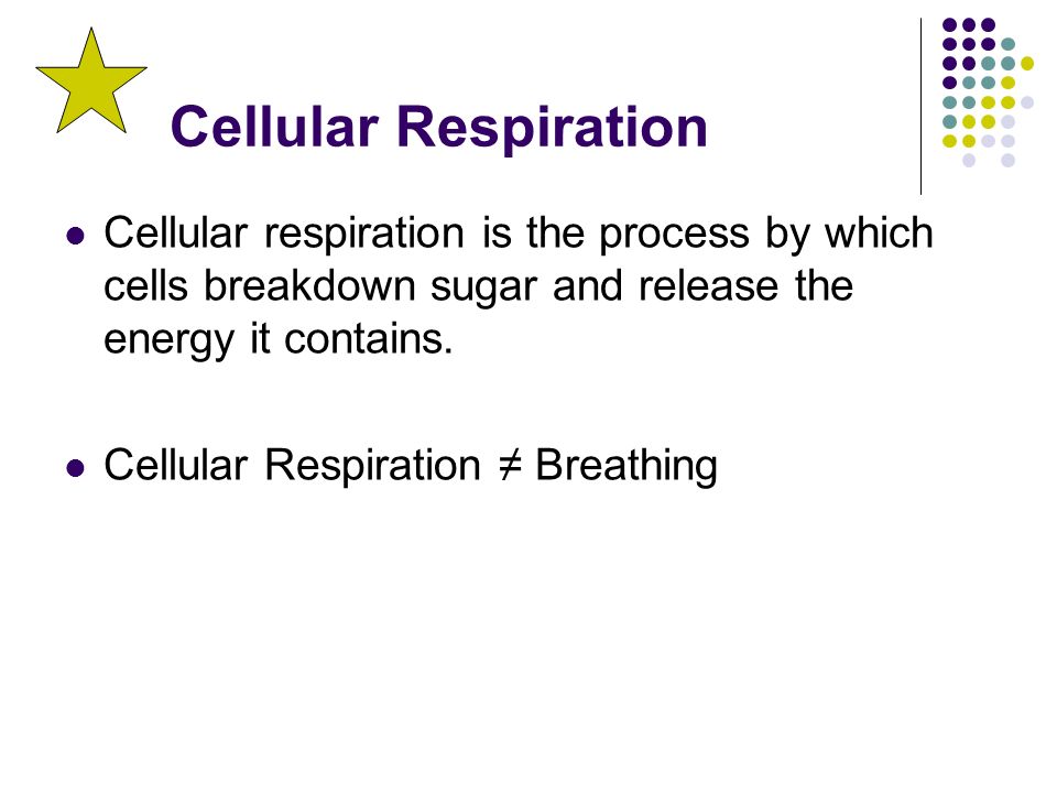 Cellular Respiration Cellular respiration is the process by which cells breakdown sugar and release the energy it contains.