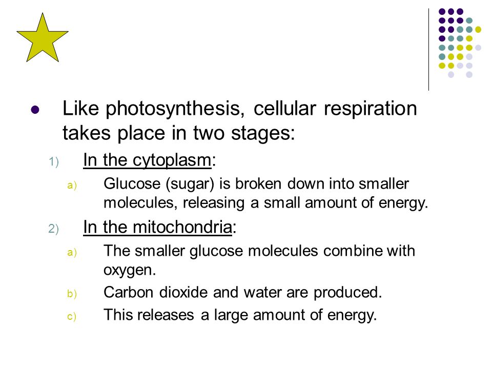 Like photosynthesis, cellular respiration takes place in two stages: 1) In the cytoplasm: a) Glucose (sugar) is broken down into smaller molecules, releasing a small amount of energy.