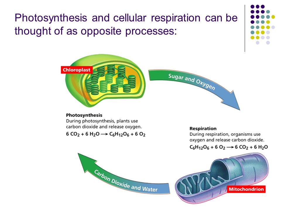 Photosynthesis and cellular respiration can be thought of as opposite processes: