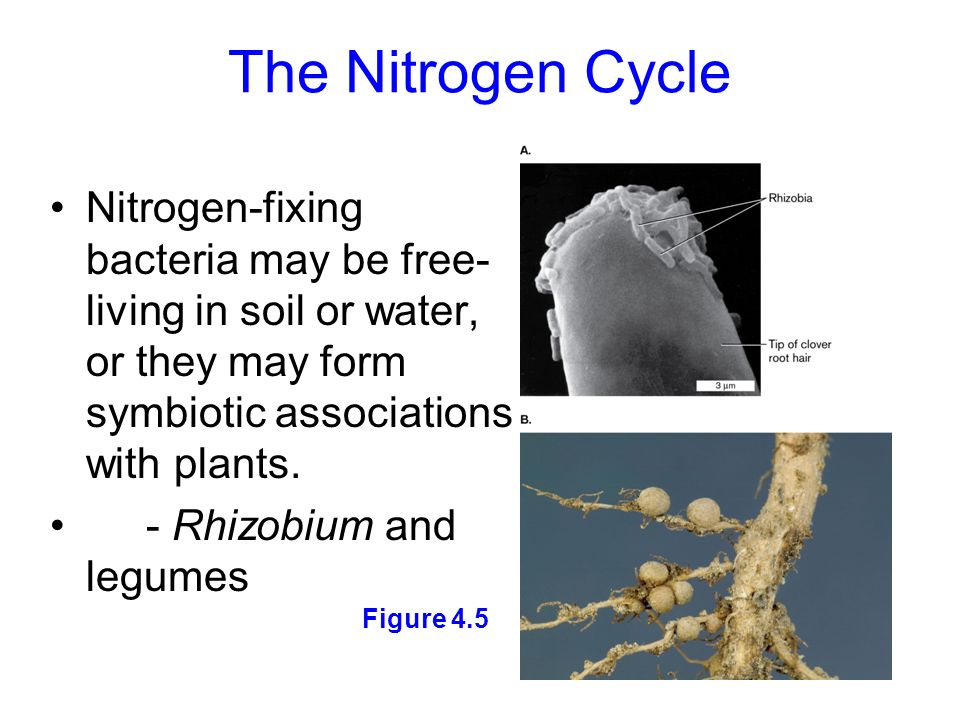 nitrogen fixing bacteria essay Many bacteria and fungi degrade organic matter, releasing fixed nitrogen for reuse by other organisms all these processes contribute to the nitrogen cycle we shall deal first with the process of nitrogen fixation and the nitrogen-fixing organisms, then consider the microbial processes involved in the cycling of nitrogen in the biosphere. nitrogen fixing bacteria essay Many bacteria and fungi degrade organic matter, releasing fixed nitrogen for reuse by other organisms all these processes contribute to the nitrogen cycle we shall deal first with the process of nitrogen fixation and the nitrogen-fixing organisms, then consider the microbial processes involved in the cycling of nitrogen in the biosphere.