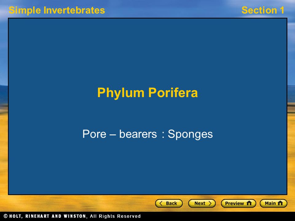 Simple InvertebratesSection 1 Phylum Porifera Pore – bearers : Sponges
