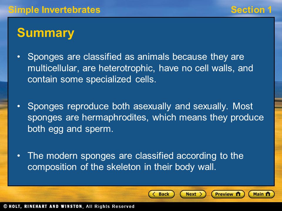 Simple InvertebratesSection 1 Summary Sponges are classified as animals because they are multicellular, are heterotrophic, have no cell walls, and contain some specialized cells.