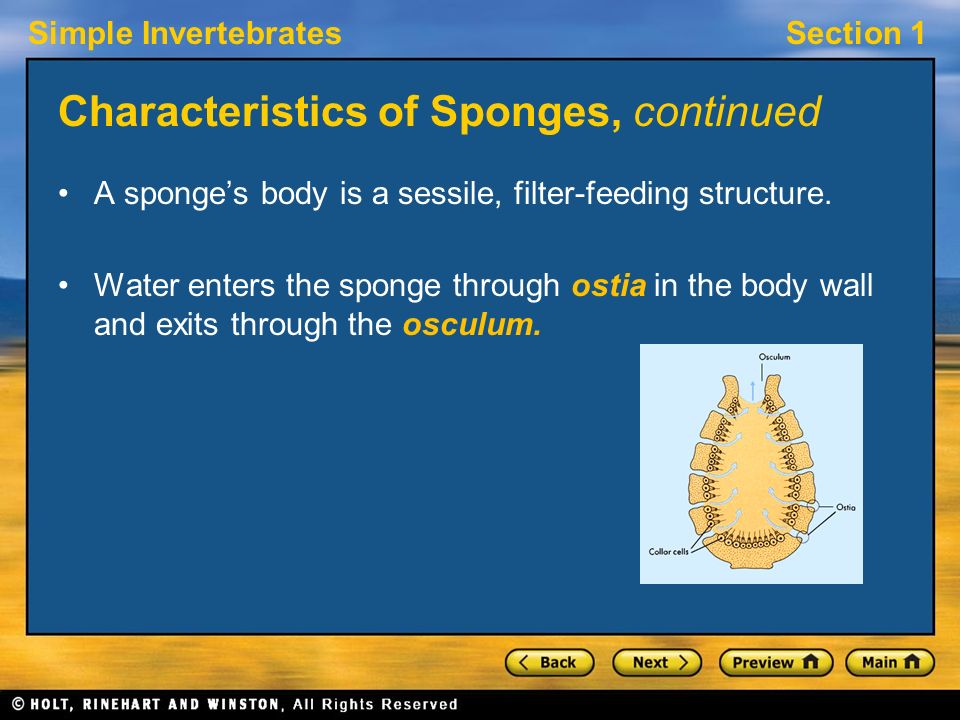 Simple InvertebratesSection 1 Characteristics of Sponges, continued A sponge’s body is a sessile, filter-feeding structure.