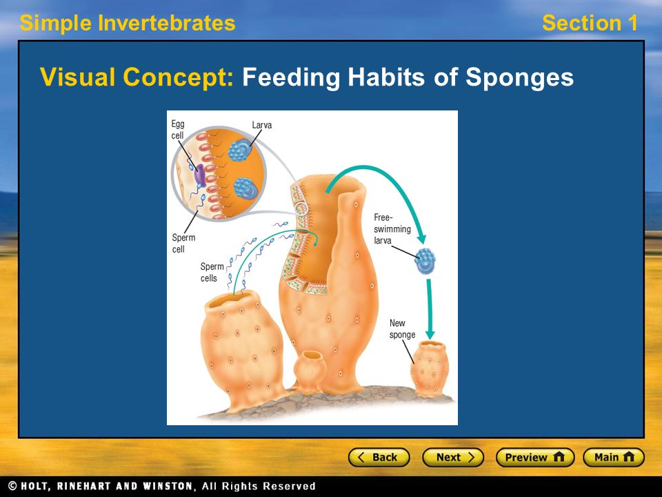 Simple InvertebratesSection 1 Visual Concept: Feeding Habits of Sponges