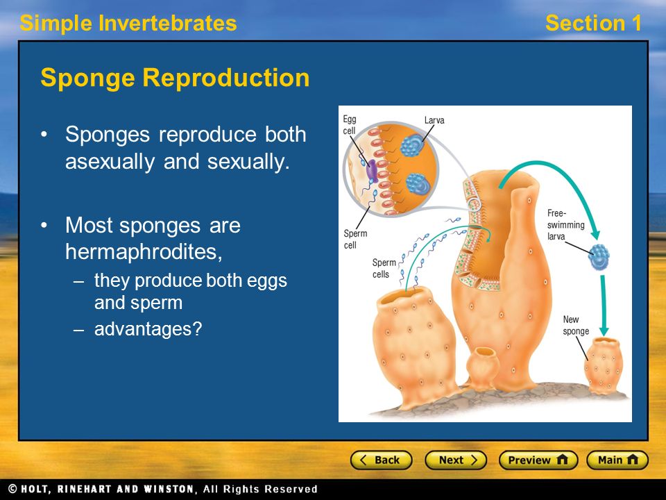 Simple InvertebratesSection 1 Sponge Reproduction Sponges reproduce both asexually and sexually.