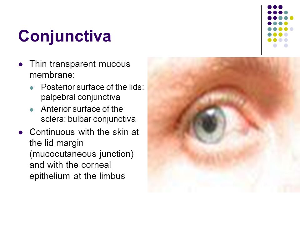 conjunctiva