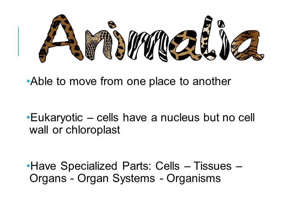 heterotrophic organisms