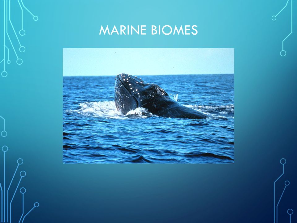 aquatic biomes 13 aquatic biomes 14 community interactions chapter 16: biomes, ecosystems and communities worksheets •lesson 161: biomes •lesson 162: terrestrial biomes. aquatic biomes 13 aquatic biomes 14 community interactions chapter 16: biomes, ecosystems and communities worksheets •lesson 161: biomes •lesson 162: terrestrial biomes.