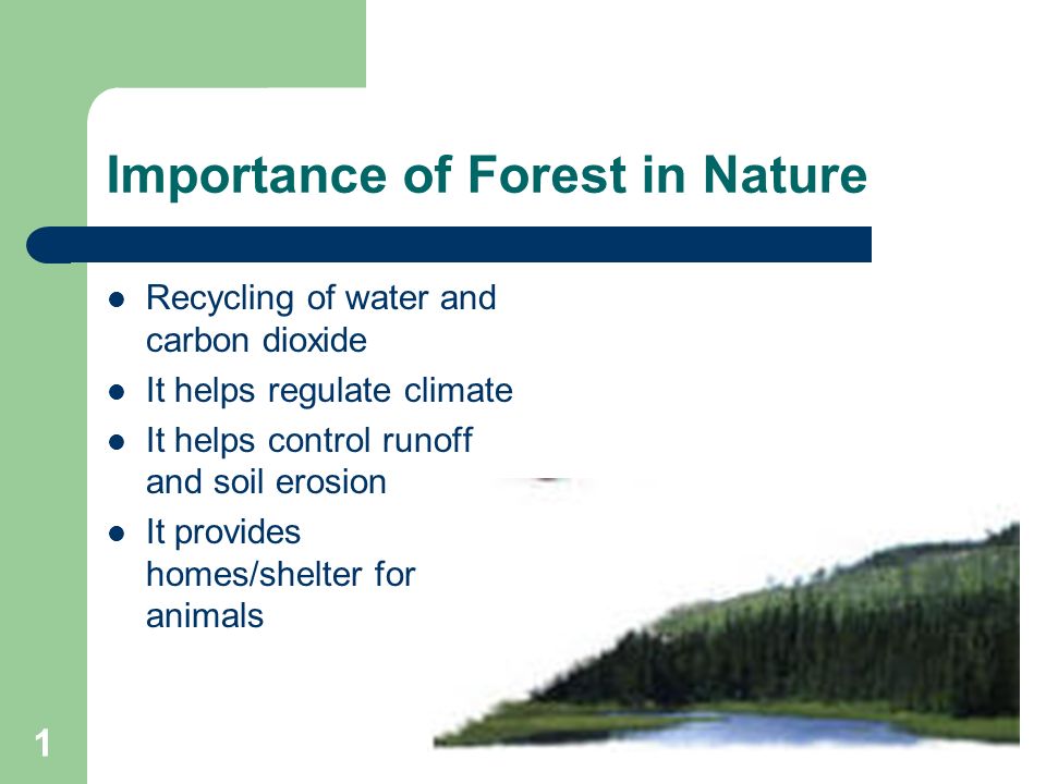 importance of forest importance of forest