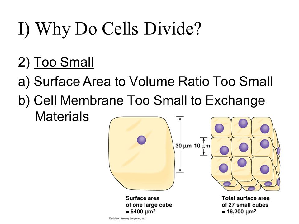 why do cells divide