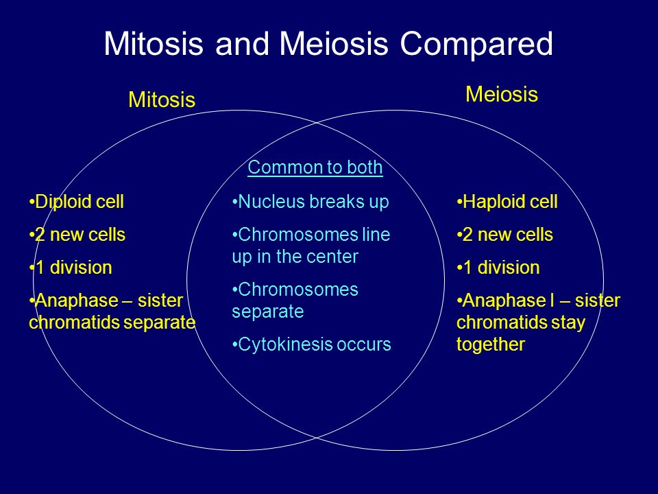 Mitosis And Meiosis Venn Diagram - Mitosis Vs Meiosis Key Differences...
