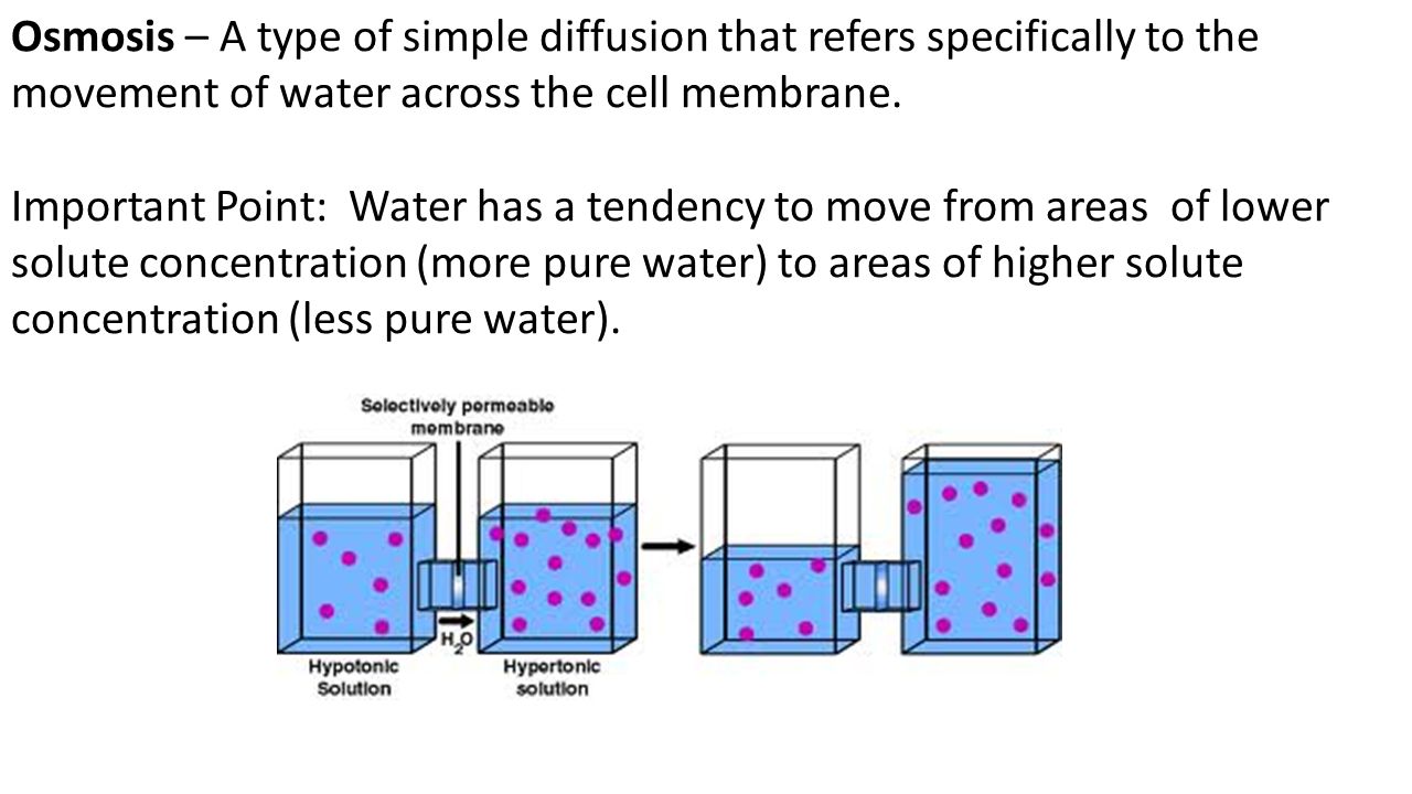osmosis and simple diffusion 2 describe one way in which osmosis is similar to simple diffusion and one way from anatomy 456111 at gulf coast community college. osmosis and simple diffusion 2 describe one way in which osmosis is similar to simple diffusion and one way from anatomy 456111 at gulf coast community college.