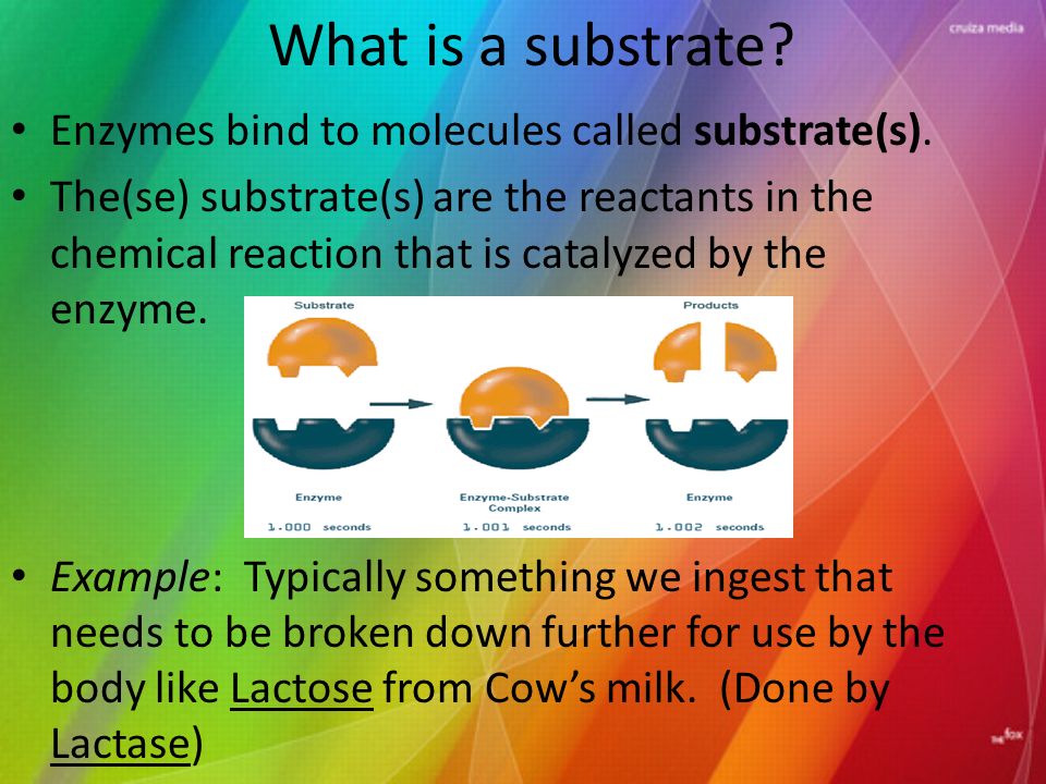 a research on enzymes and how they work This chapter can help you understand what enzymes are and why they are important in different biological how enzymes work 1 research schools. a research on enzymes and how they work This chapter can help you understand what enzymes are and why they are important in different biological how enzymes work 1 research schools.