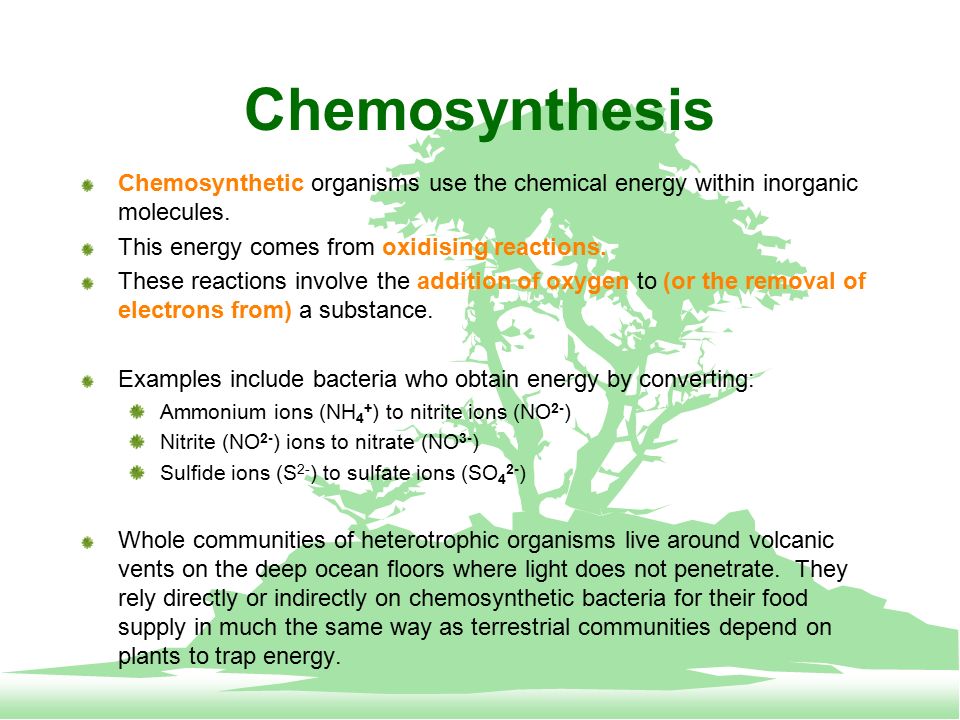 communities relies least chemosynthesis Marine ecosystem coral reefs form complex marine ecosystems with tremendous biodiversity the confluence between a river and an ocean many organisms rely on. communities relies least chemosynthesis Marine ecosystem coral reefs form complex marine ecosystems with tremendous biodiversity the confluence between a river and an ocean many organisms rely on.