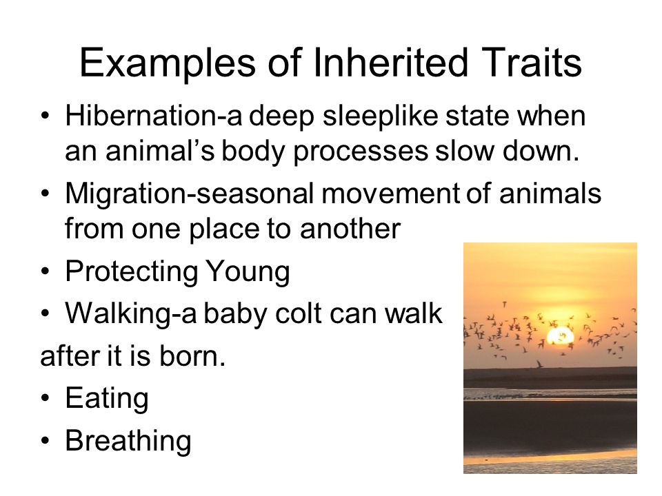 personal traits essay The aim of the following essay is to investigate whether certain characteristics are related to good leadership and which can be identified in theories and models of leadership such as trait theory, transformational and charismatic leadership as well as authentic and servant leadership. personal traits essay The aim of the following essay is to investigate whether certain characteristics are related to good leadership and which can be identified in theories and models of leadership such as trait theory, transformational and charismatic leadership as well as authentic and servant leadership.