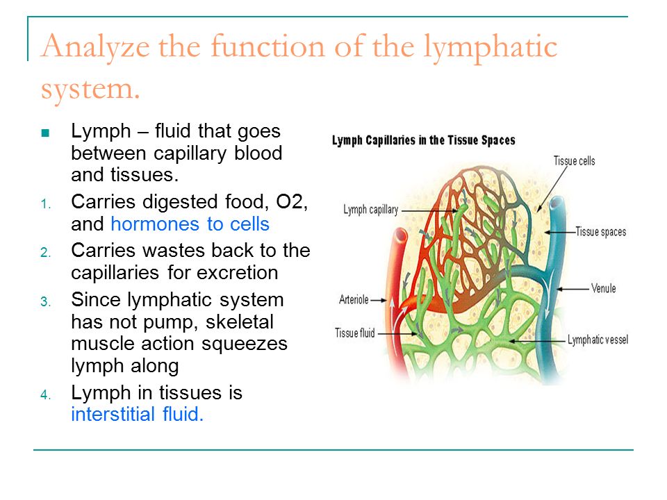 function of the lymphatic system The lymphatic system lymphatic migrating to other lymphatic tissues and organs where the thymus does not provide a filtering function similar to lymph. function of the lymphatic system The lymphatic system lymphatic migrating to other lymphatic tissues and organs where the thymus does not provide a filtering function similar to lymph.