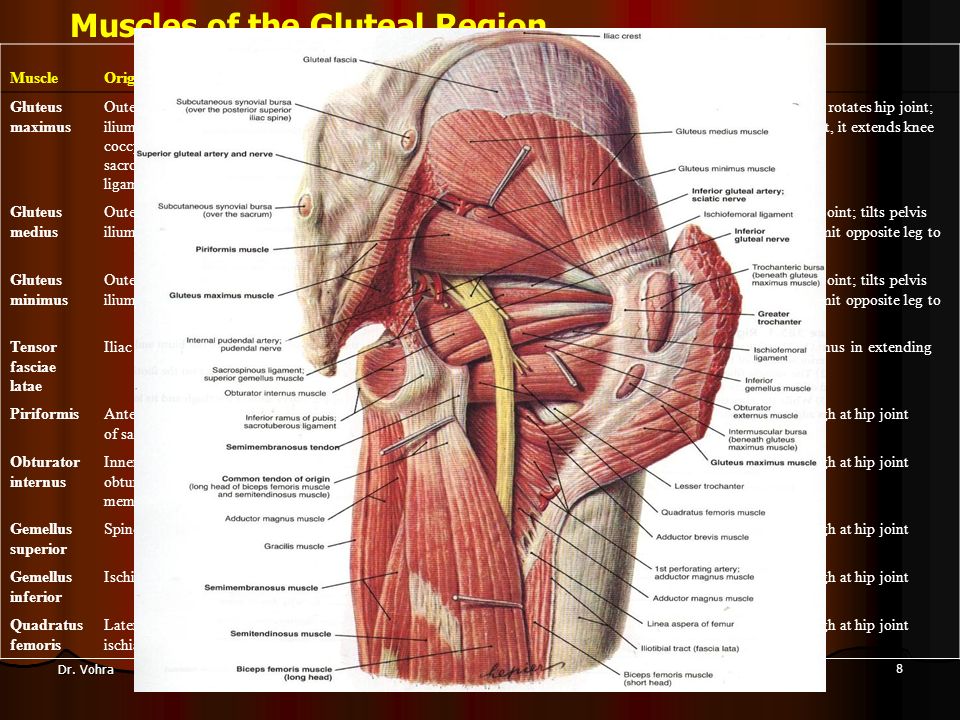 gluteal region