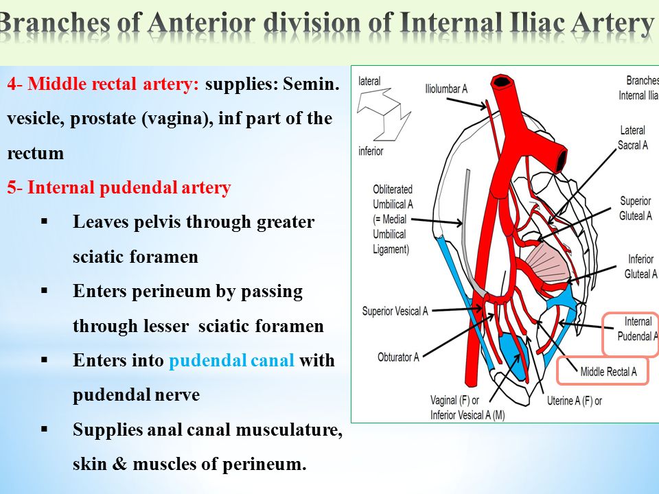 (vagina), inf part of the rectum 84 5- internal pudendal artery